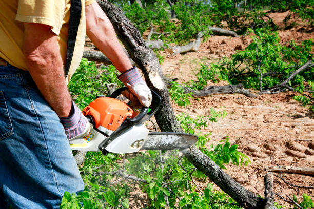 Best Storm Damage Tree Cleanup  in Ogdensburg, NY